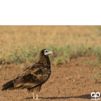 گونه کرکس مصری Egyptian Vulture